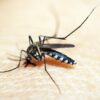 dengue:-80%-dos-hospitais-privados-de-sp-tem-alta-em-internacoes